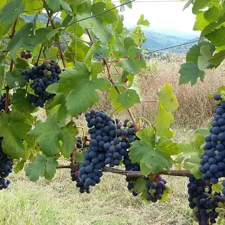 Farm stay Uvamatta *